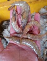 Udang sekilo
