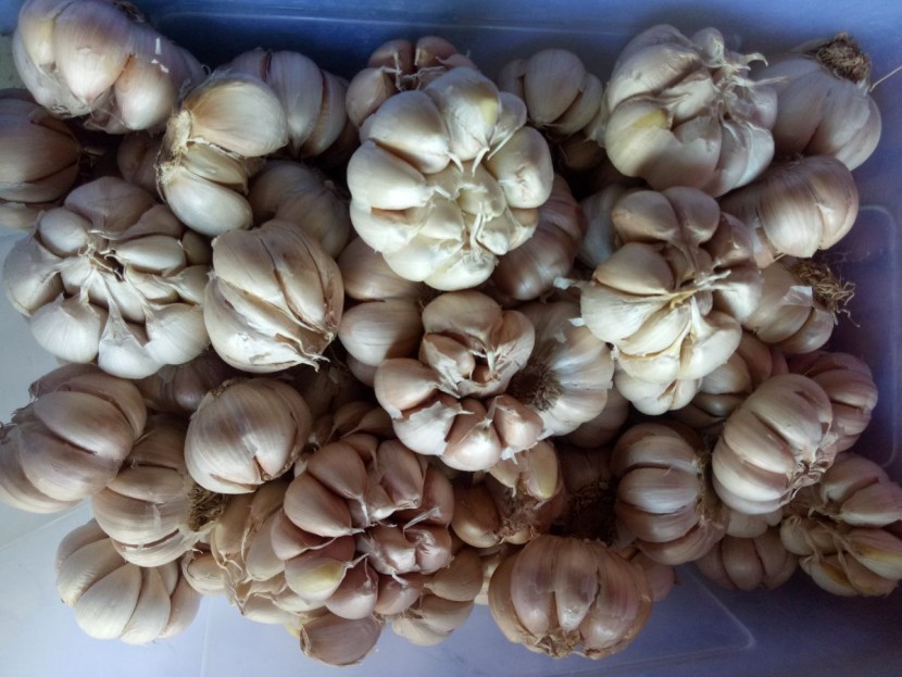 Bawang sinco 1kg 