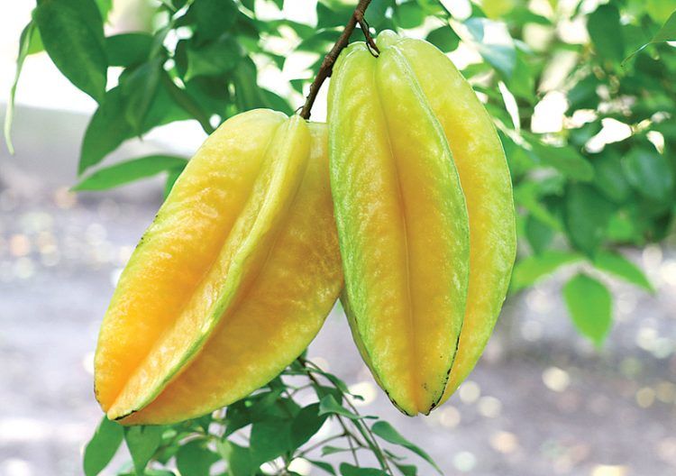 Belimbing