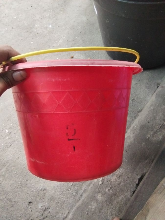Ember panda Star 2gl