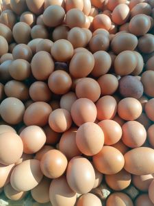 Telur omega