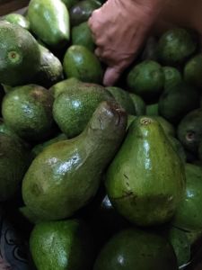 Alpukat mentaga lampung
