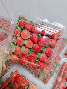 Strowbery besar