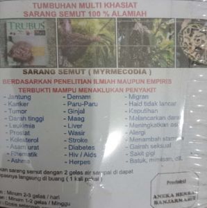 SARANG SEMUT BANJARMASIN
