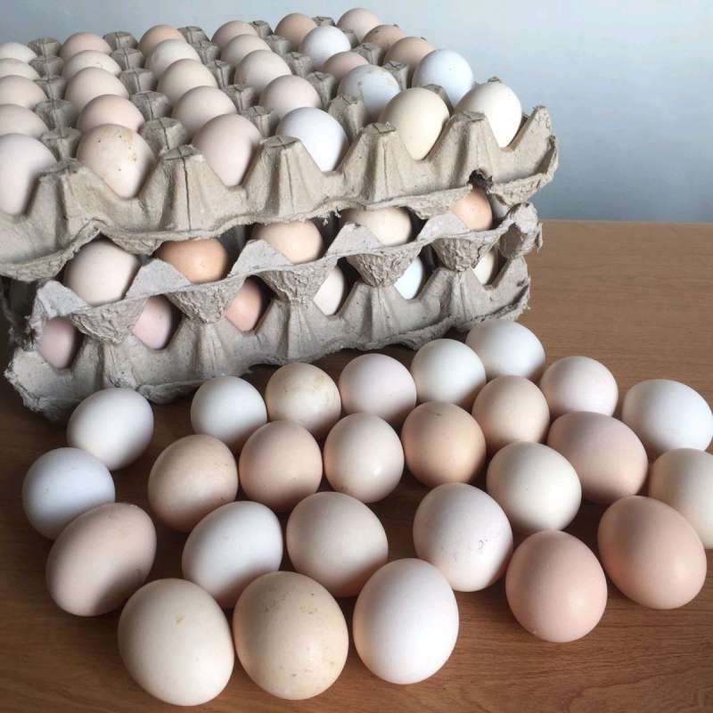 Telur Ayam Kampung