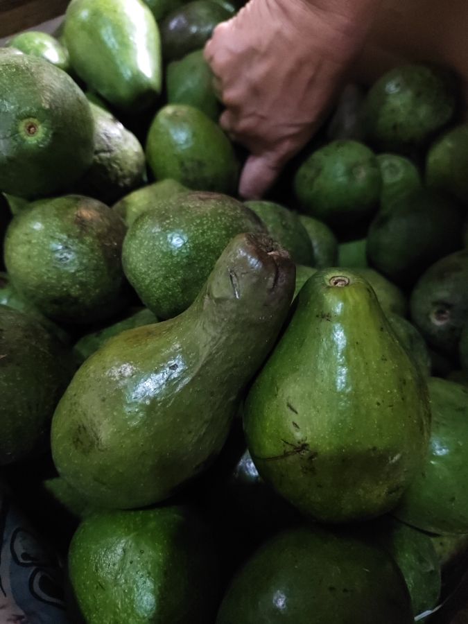 Alpukat mentaga lampung