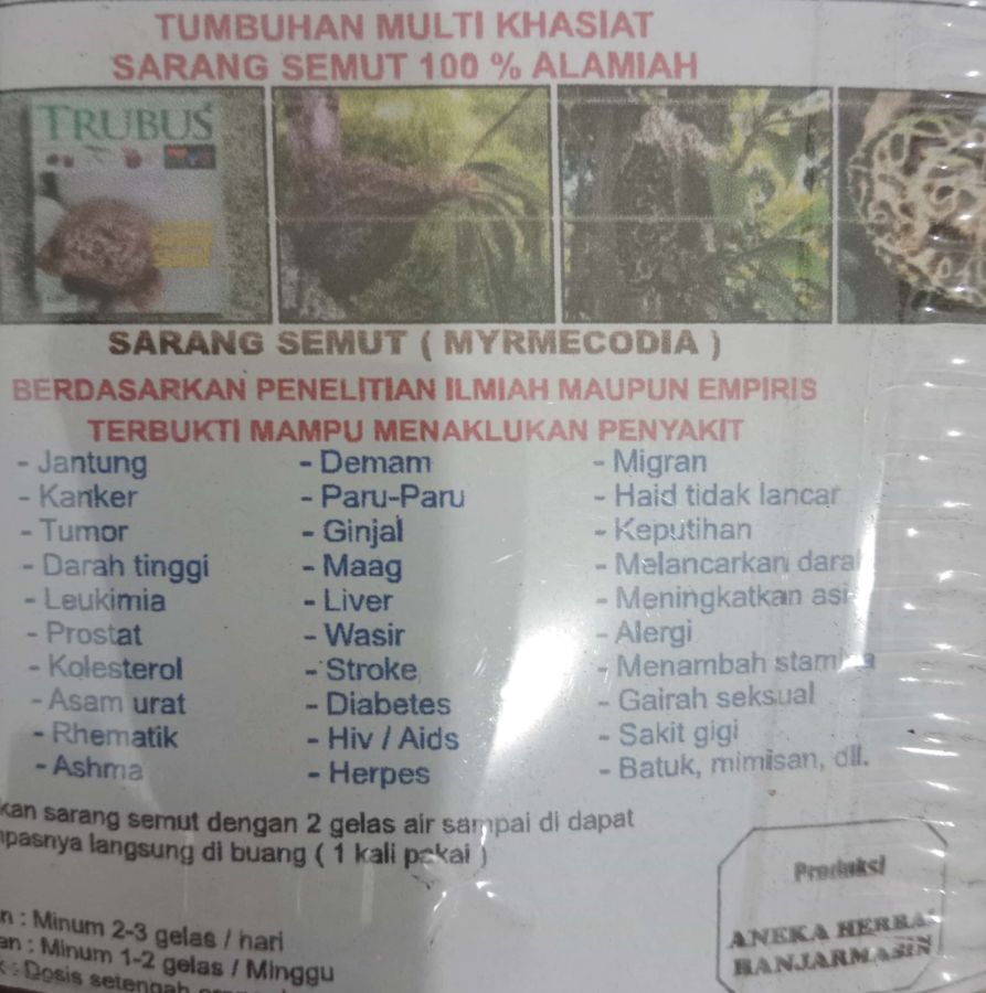 SARANG SEMUT BANJARMASIN