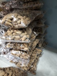 Kacang kulit