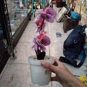 Bunga Hias Anggrek