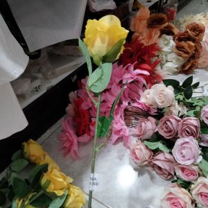 Bunga rose bludru kuning