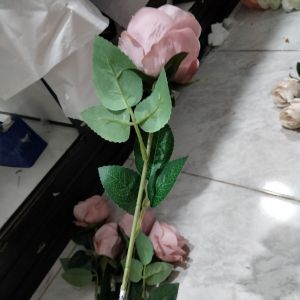 Bunga rose bludru Coklat muda