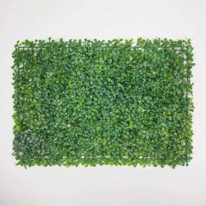 Rumput Dinding Oxylia