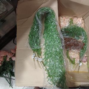 Daun Juntai Likanyu Hijau