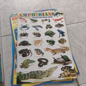 Poster Binatang Amphibi
