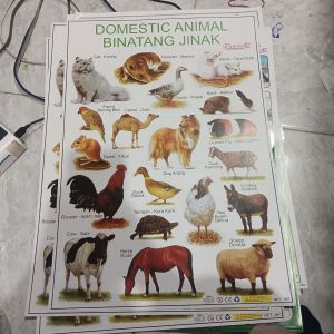 Poster Domestik Animal
