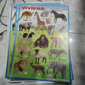 Poster Hewan Vivipar