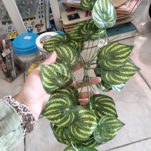 Daun rambat Semangka 2,3 m