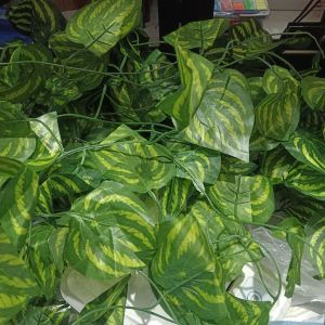 Daun Hias