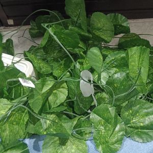Daun Hias