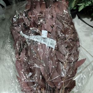 daun hias