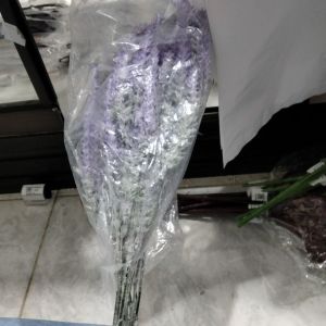 daun hias
