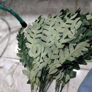 daun hias