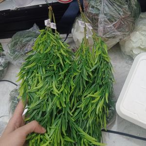 Daun Hias