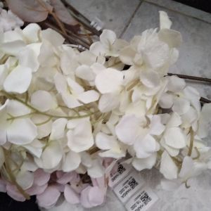daun hias