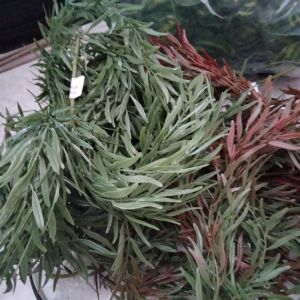 daun hias
