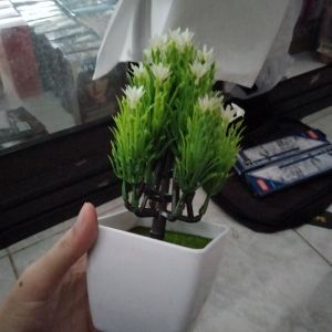 tanaman hias