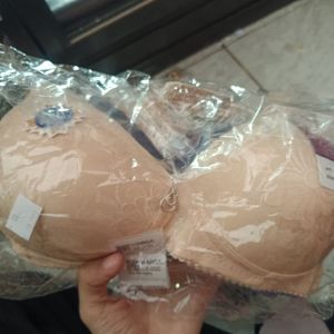 BH Sorex 18243
