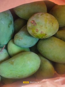 Mangga harum manis 1kg