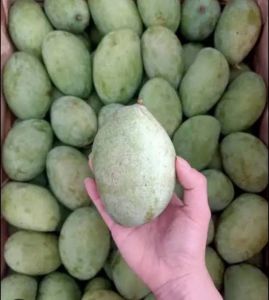mangga manalagi 1kg