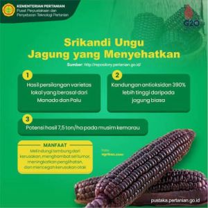 Jagung ungu/batik