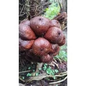 Salak 1kg