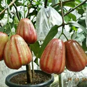 Jambu dalhari 