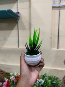 BUNGA HIAS LIDAH BUAYA ARTIFICIAL