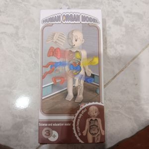 Human Organ Model