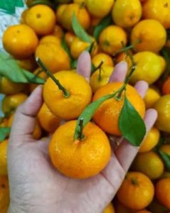 Jeruk santang gundul 1kg
