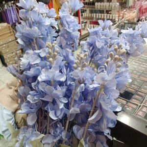 Delphinium Spring Biru
