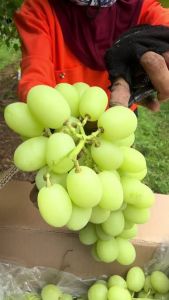 Anggur muscat curah/kg