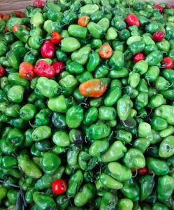 Cabe gendot 1kg