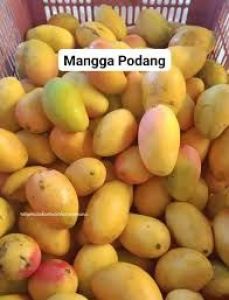 Mangga podang
