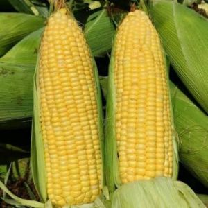 jagung manis 1kg