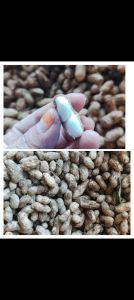 Kacang kulit 1kg