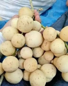 dukuh 1kg