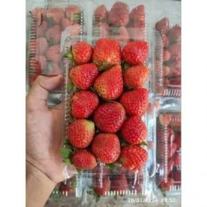 strawberry box kecil