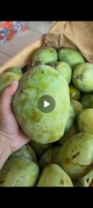 mangga indramayu 1kg