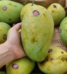 Mangga budiraja