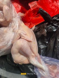 Ayam broiler